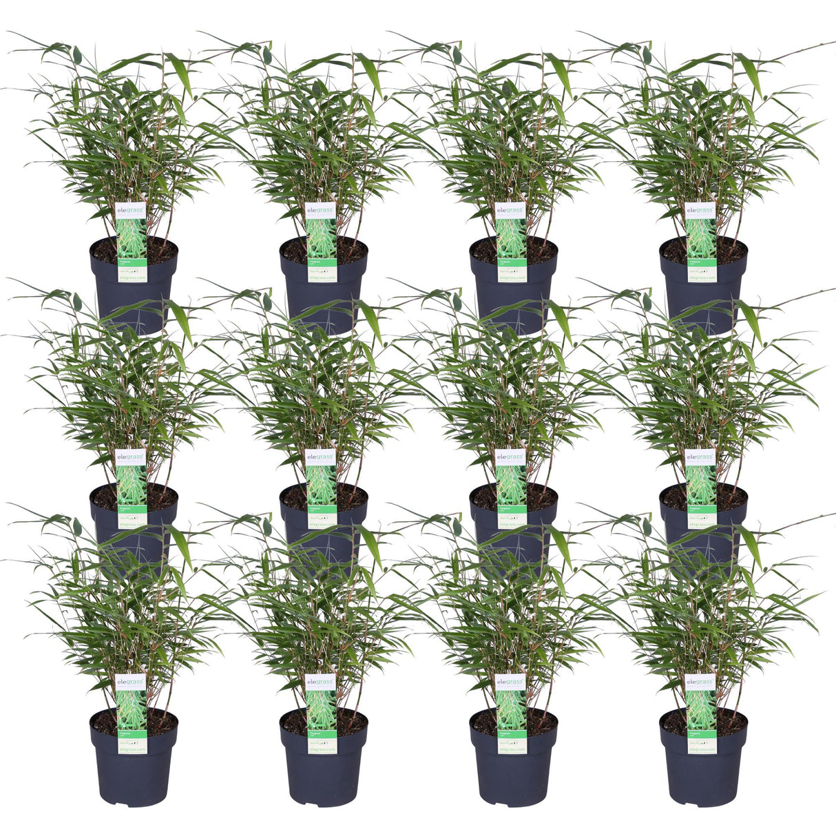 Livraison plante Fargesia rufa bambou - lot de 12 - ↨40cm - Ø14 - plante d'extérieur