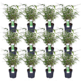 Livraison plante Fargesia rufa bambou - lot de 12 - ↨40cm - Ø14 - plante d'extérieur