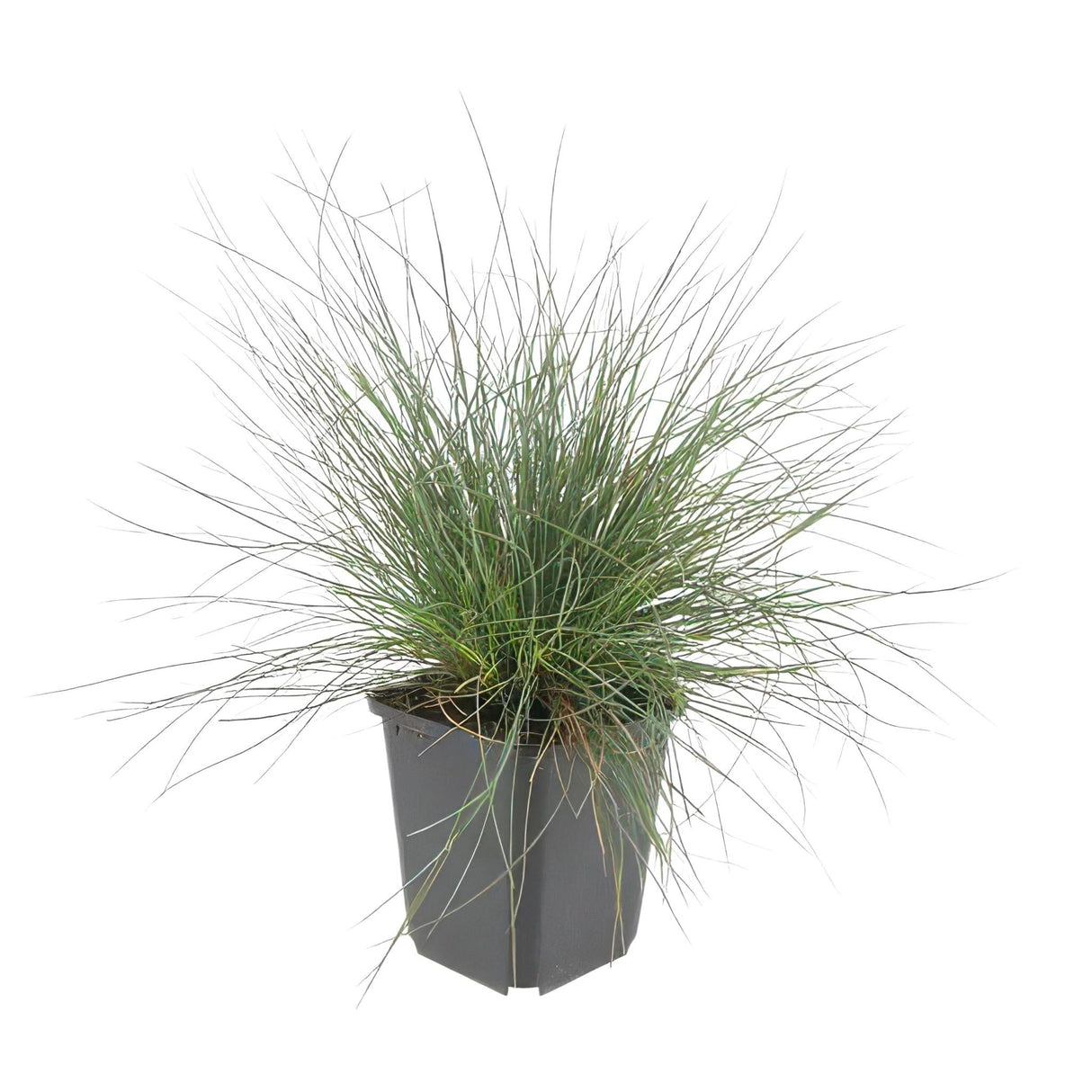 Livraison plante Festuca glauca Elijah Bleu