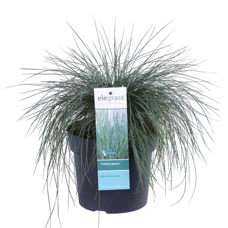 Livraison plante Fetuque bleu - ↨40cm - Ø19 - plante d'extérieur