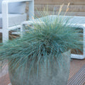 Festuca Azzurra (Festuca Glauca) 'Elijah Blue'