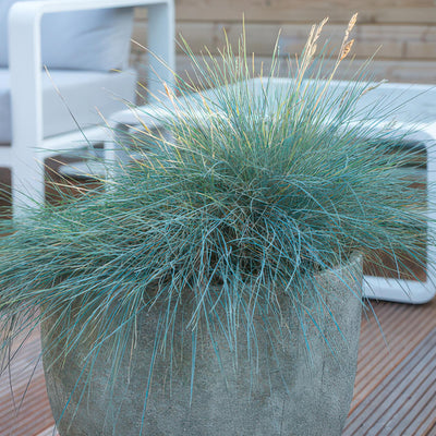 Festuca Azzurra (Festuca Glauca) 'Elijah Blue'