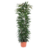 Livraison plante Ficus Alii King - 150 cm - ø29