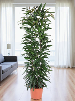 Ficus Alii Re - 150 cm - ø29