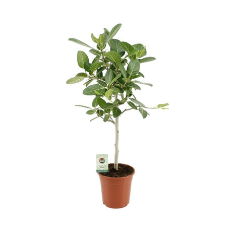 Livraison plante Ficus Benghalensis Audrey