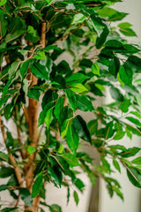 Livraison plante Ficus benjamina - Arbre artificiel