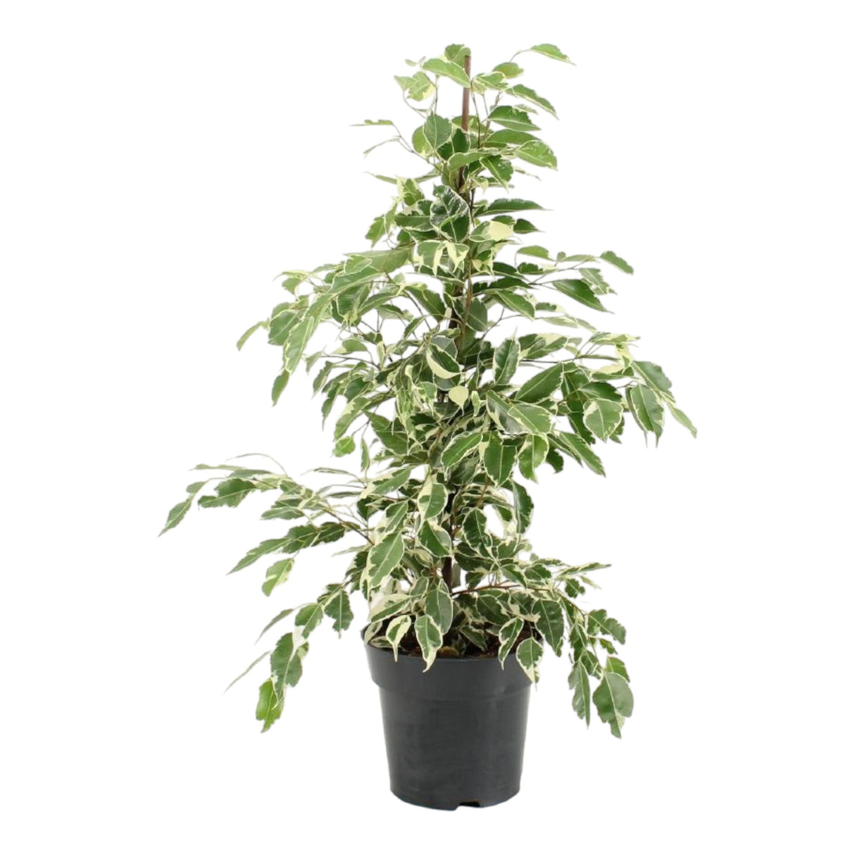 Livraison plante Ficus Benjamina 'Twilight'