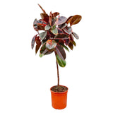 Livraison plante Ficus Elastica Belize tronc - 130 cm - ø24