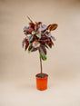 Livraison plante Ficus Elastica Belize tronc - 130 cm - ø24