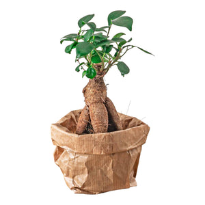 Bonsai di Ficus Ginseng
