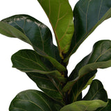 Livraison plante Ficus Lyrata