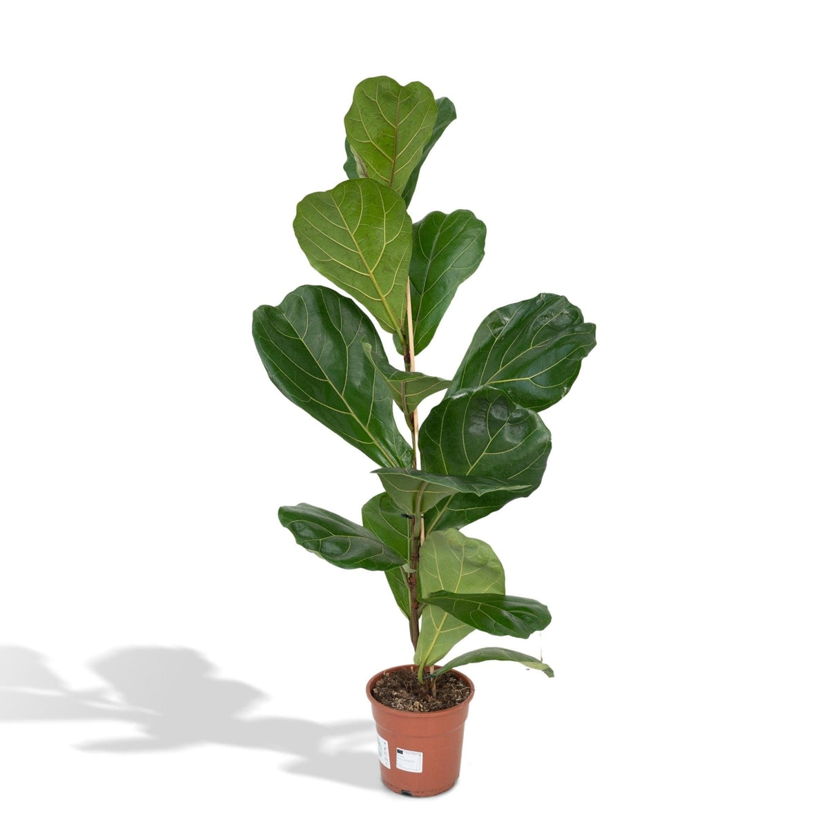 Livraison plante Ficus Lyrata