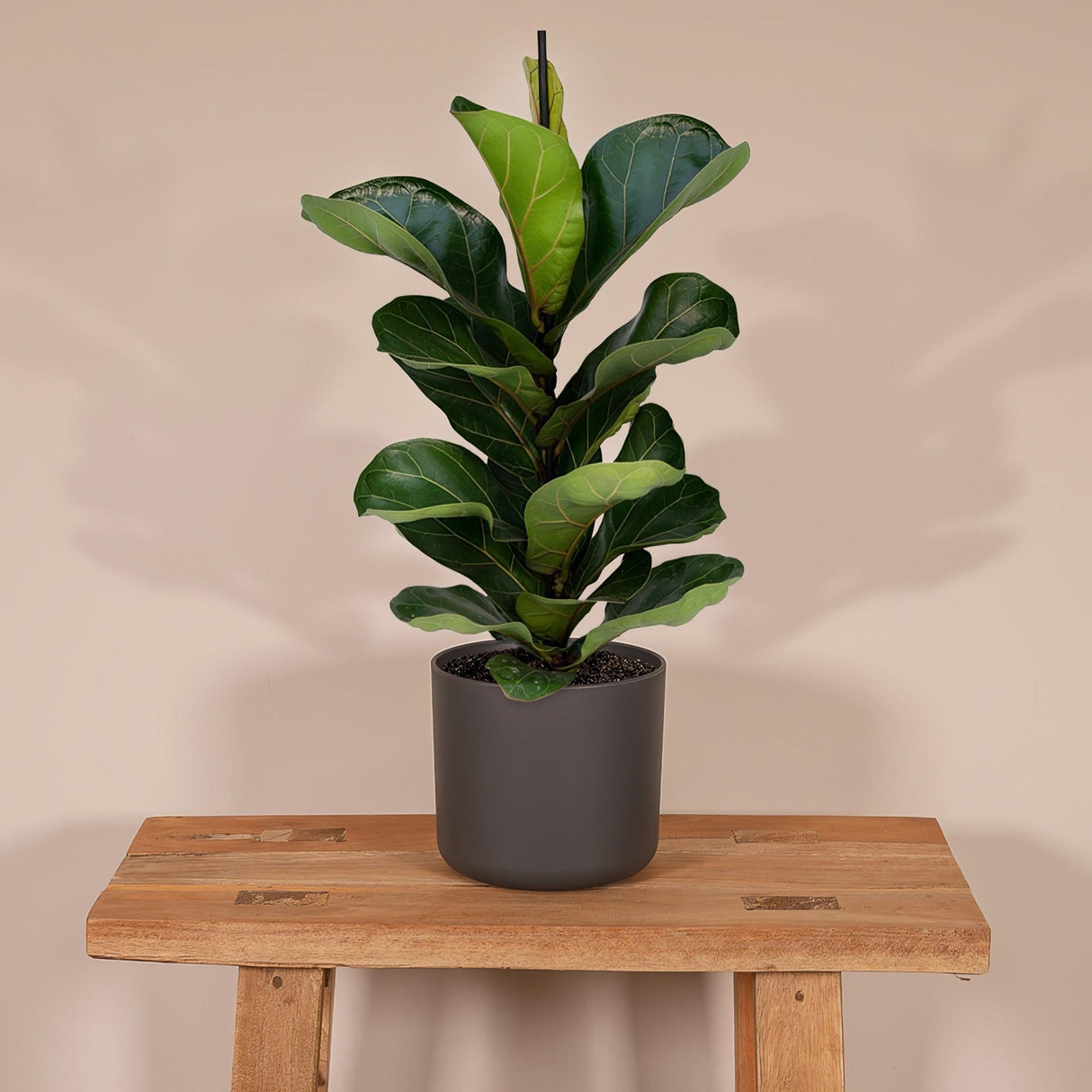 Livraison plante Ficus Lyrata