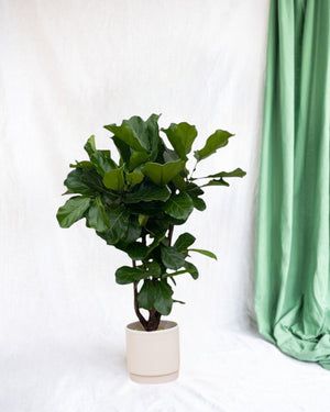 Ficus Lyrata