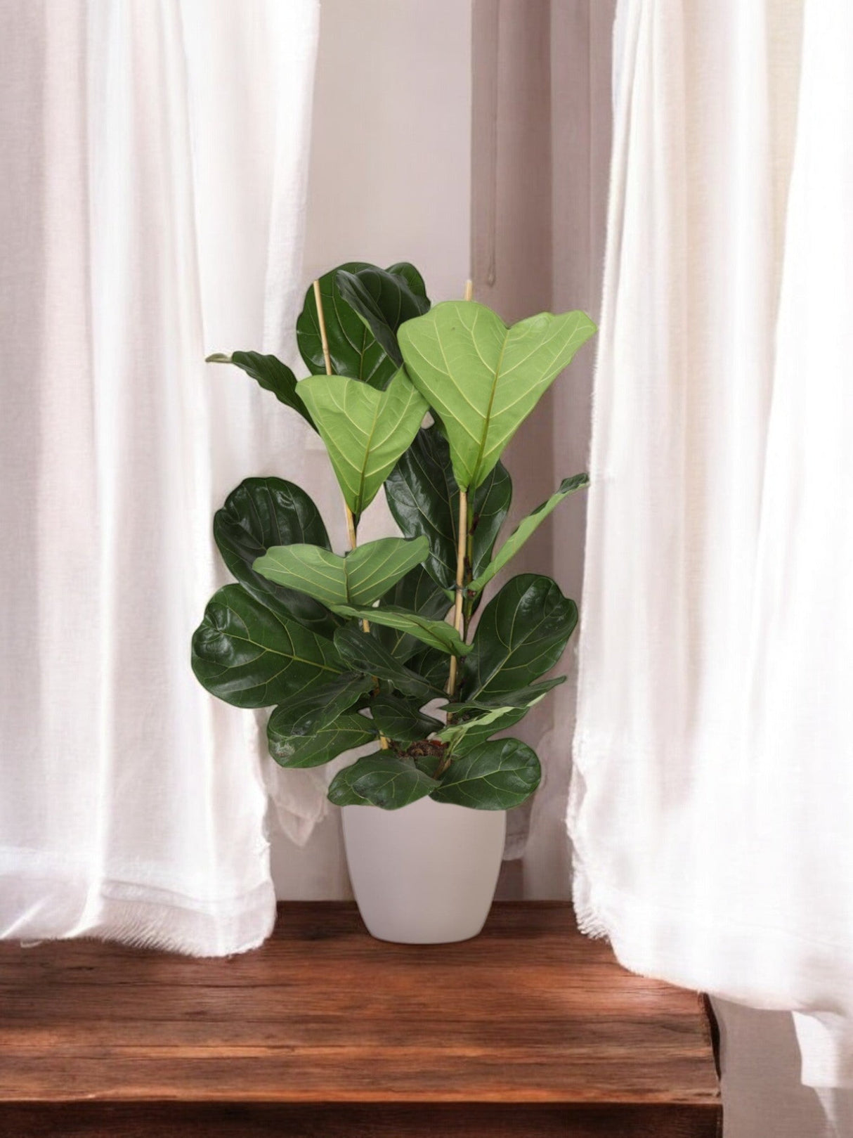 Livraison plante Ficus Lyrata et son pot