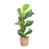 Livraison plante Ficus Lyrata et son pot