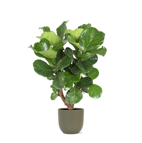 Livraison plante Ficus Lyrata et son pot