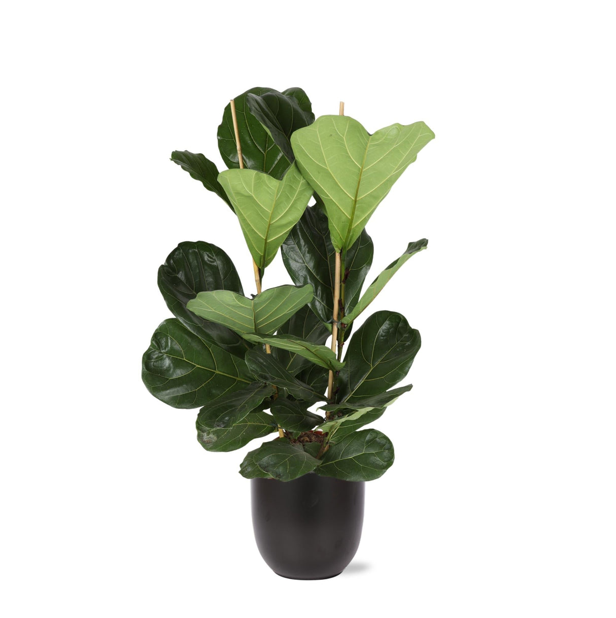 Livraison plante Ficus Lyrata et son pot