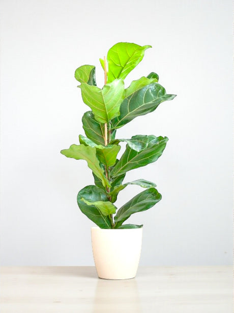 Livraison plante Ficus Lyrata et son pot