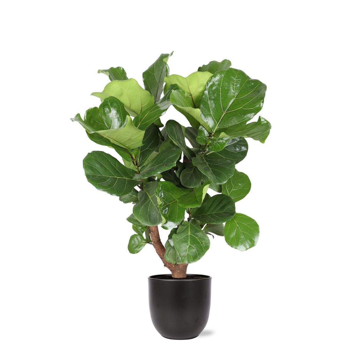 Livraison plante Ficus Lyrata et son pot