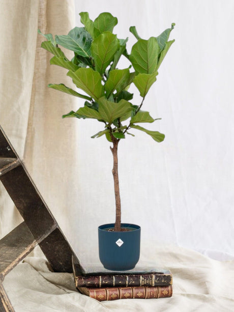 Livraison plante Ficus Lyrata et son pot