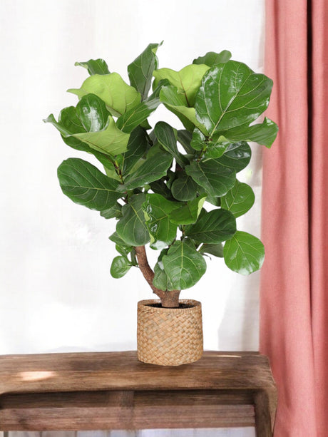 Livraison plante Ficus Lyrata et son pot