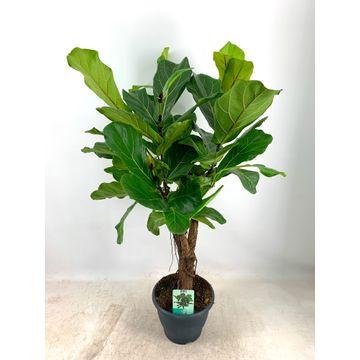 Livraison plante Ficus Lyrata XL