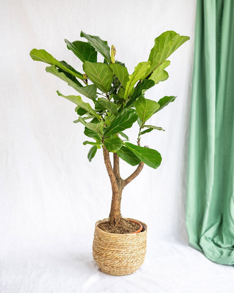 Livraison plante Ficus Lyrata XL