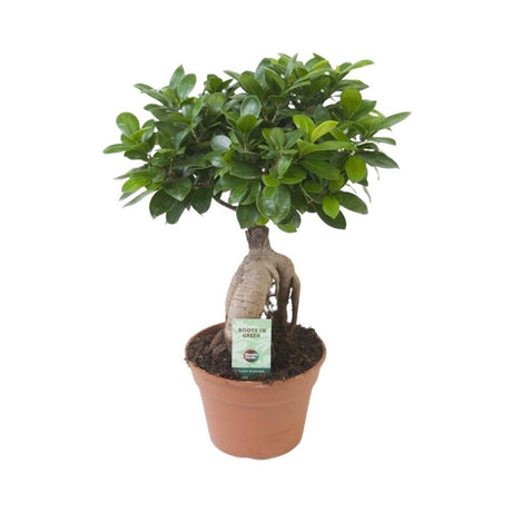 Livraison plante Ficus Microcarpa Ginseng