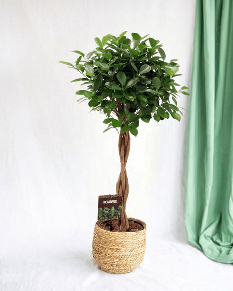 Livraison plante Ficus Microcarpa Moclame tronc tressé h110cm
