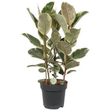 Livraison plante Ficus Tineke - h85cm, Ø27cm - grande plante d'intérieur