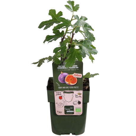 Livraison plante Figuier Ficus 'Gusissimo Perretta'