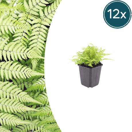 Livraison plante Fougère dryopteris