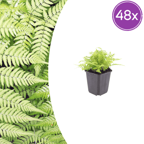 Livraison plante Fougère dryopteris