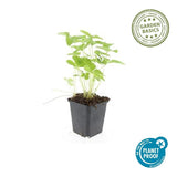 Livraison plante Fraisier des bois (Fragaria vesca)