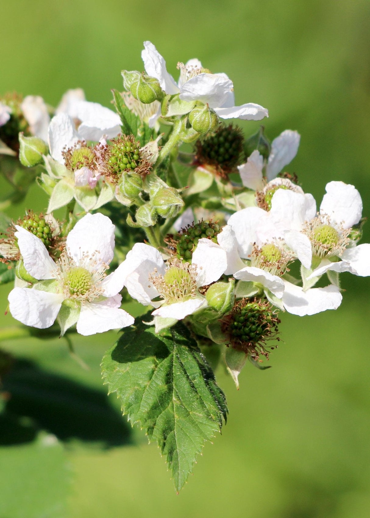 Livraison plante Framboisier - arbuste fruitier