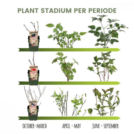 Livraison plante Framboisier bio x 3