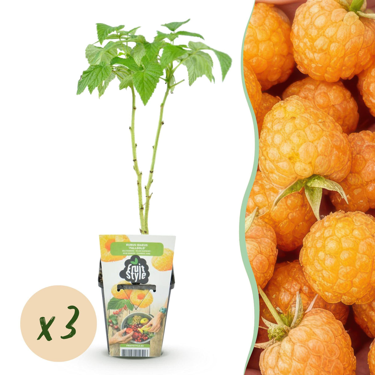 Livraison plante Framboisier Fallgold – Lot de 3 – Pot 9 cm
