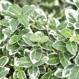 Livraison plante Fusain Emerald Gaité - 20x h20cm d9cm