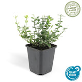 Livraison plante Fusain Emerald Gaité - 40x h20cm d9cm