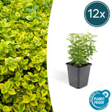 Livraison plante Fusain Emerald jaune - 12x h20cm d9cm