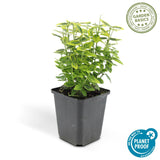 Livraison plante Fusain Emerald jaune - 12x h20cm d9cm