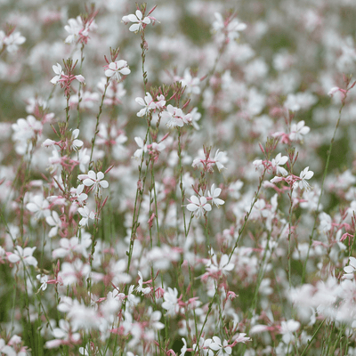 Gaura Di Lindheimer (Gaura lindheimeri) 'Gaura Lindheimeri'