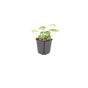 Livraison plante Geranium Bevans