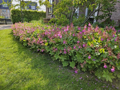 Livraison plante Géranium macrorrhizum