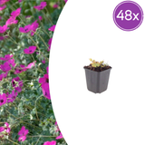 Livraison plante Geranium rose