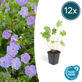 Livraison plante Geranium Rozanne