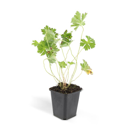 Livraison plante Geranium Rozanne X6