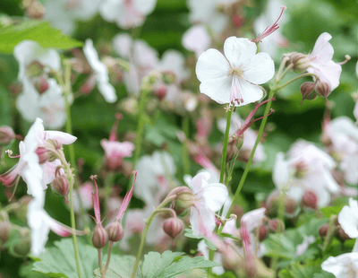 Geranio Vivace (Geranium x cantabrigiense) 'Biokovo'