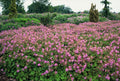 Geranio Perenne (Geranium x cantabrigiense) 'Cambridge'